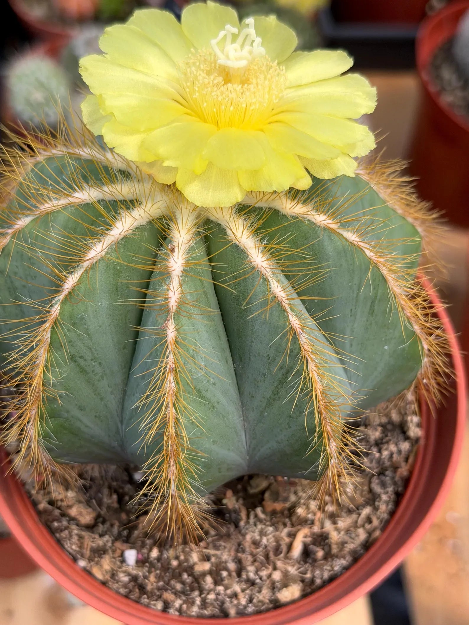Exotic Balloon Cactus with Pups | 6” Live Cactus Plant | Rare Collector Cactus #662
