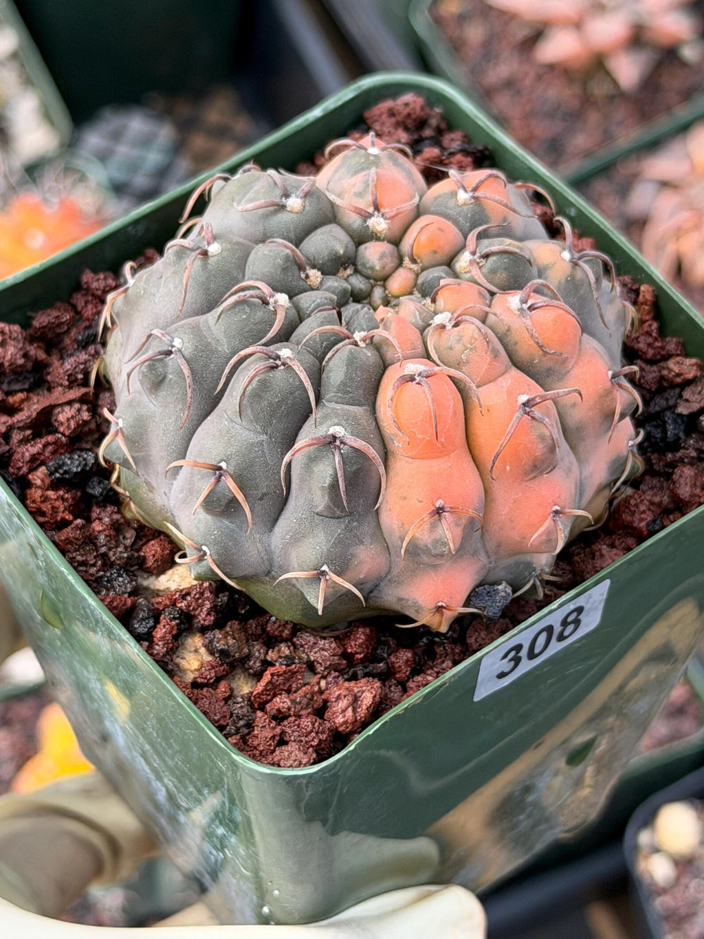Variegated Gymnocalycium Ochoterenae Cactus #308