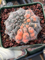 Variegated Gymnocalycium Ochoterenae Cactus #308