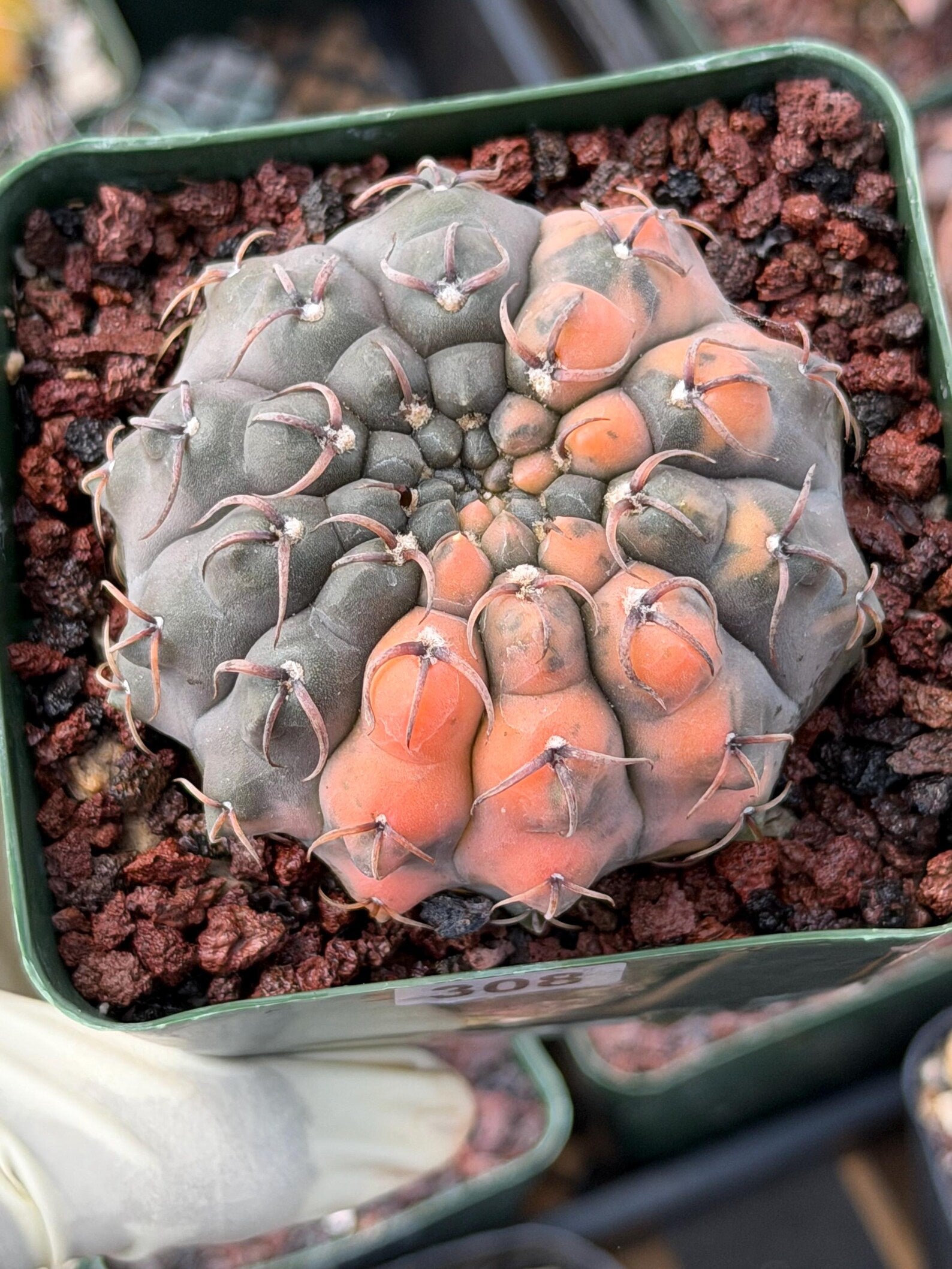 Variegated Gymnocalycium Ochoterenae Cactus #308