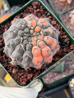 Variegated Gymnocalycium Ochoterenae Cactus #308