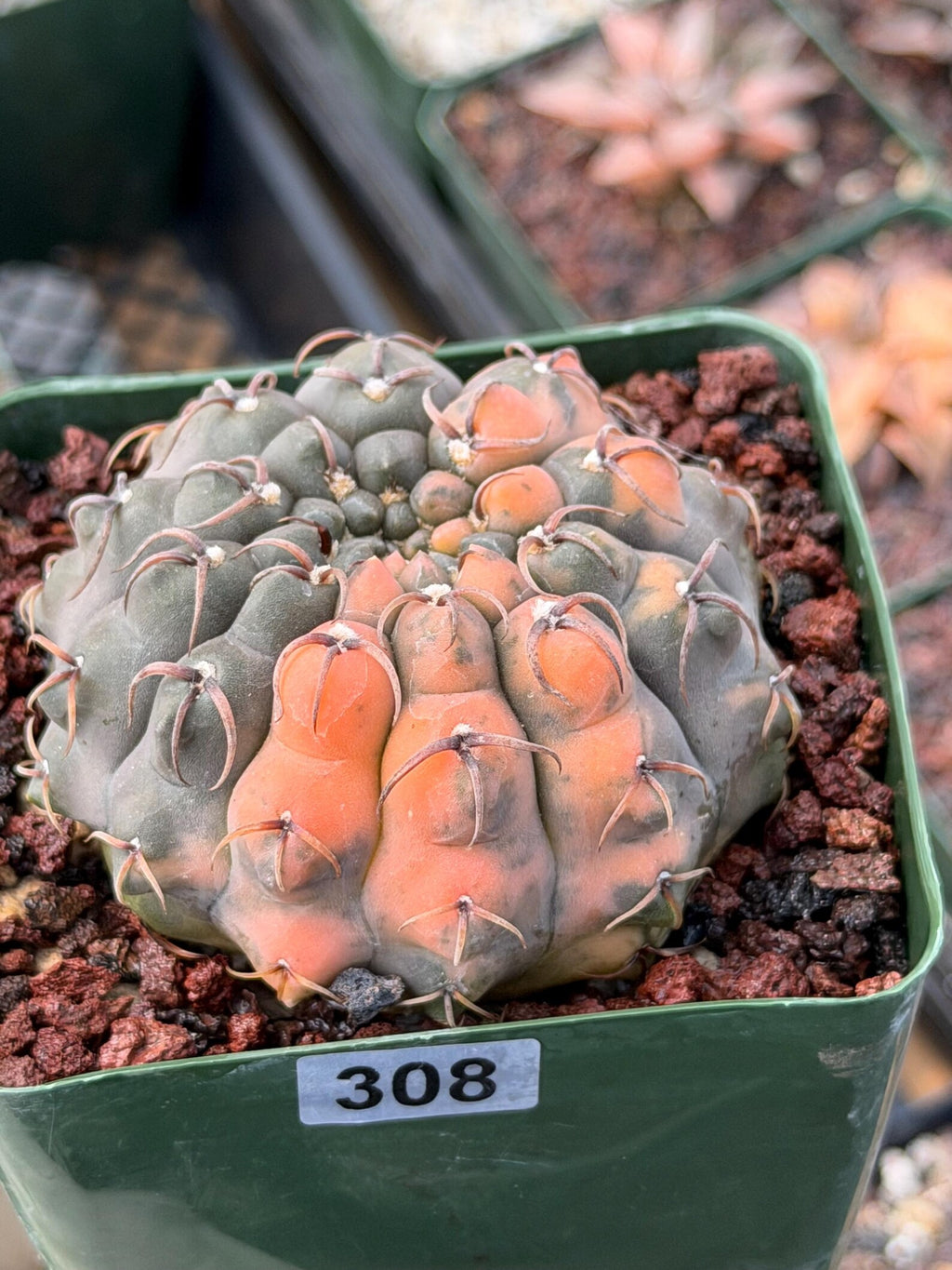 Variegated Gymnocalycium Ochoterenae Cactus #308