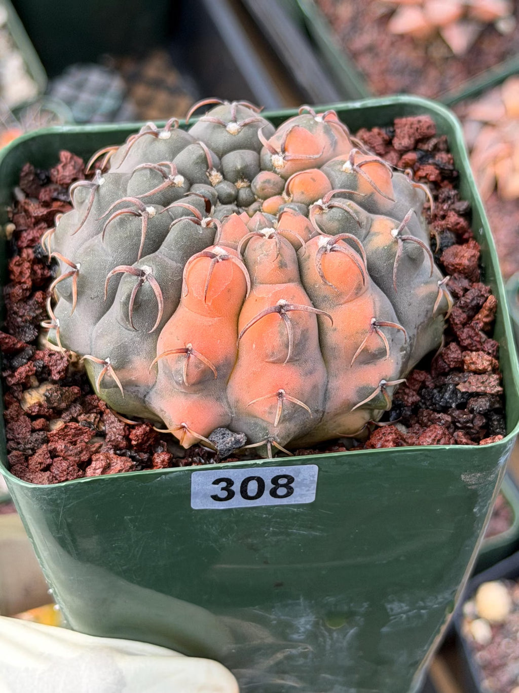 Variegated Gymnocalycium Ochoterenae Cactus #308