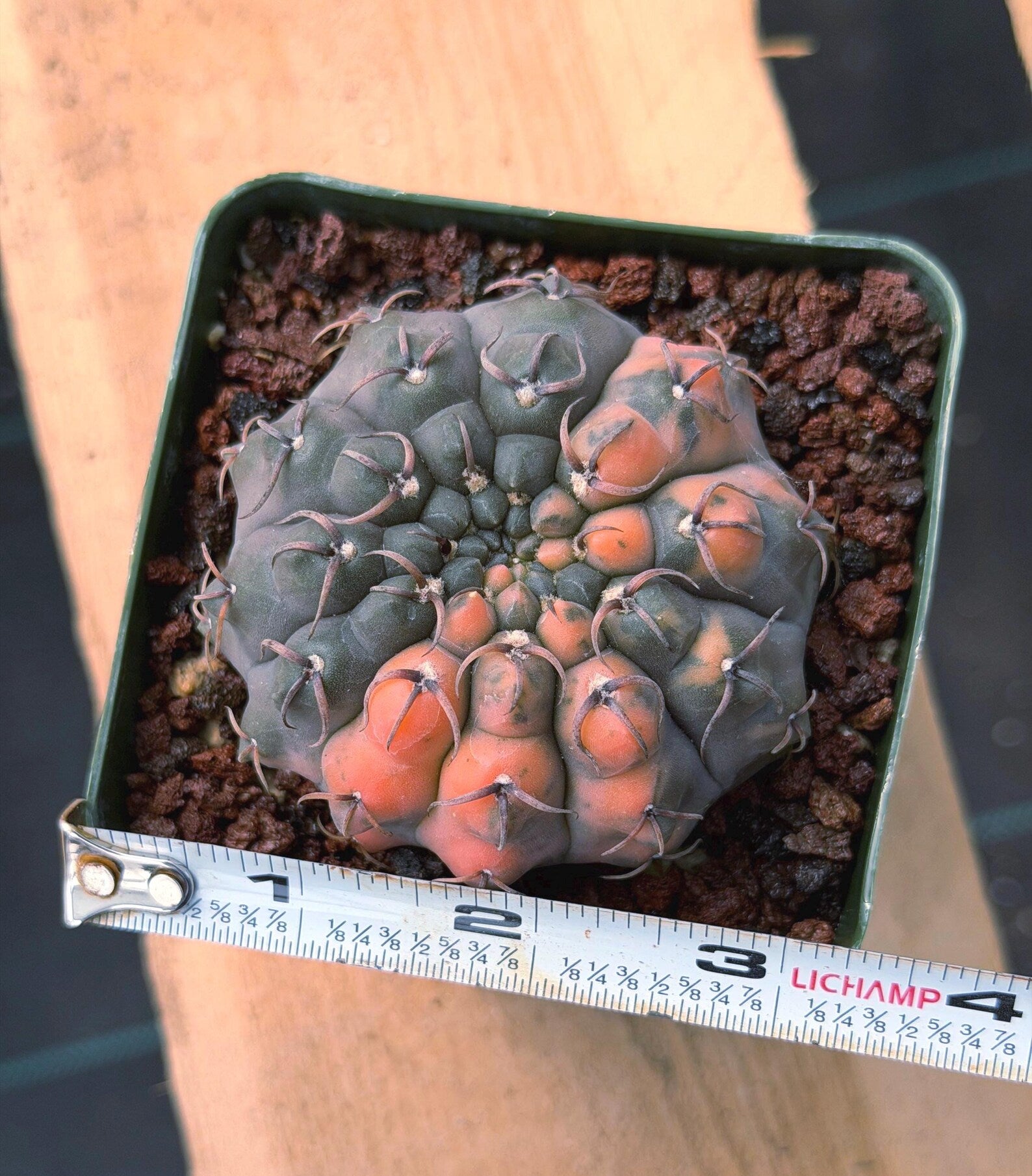 Variegated Gymnocalycium Ochoterenae Cactus #308