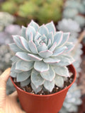 6" Echeveria Blue Bird Live Succulent | Large Established Blue Rosette Plant