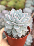 6" Echeveria Blue Bird Live Succulent | Large Established Blue Rosette Plant