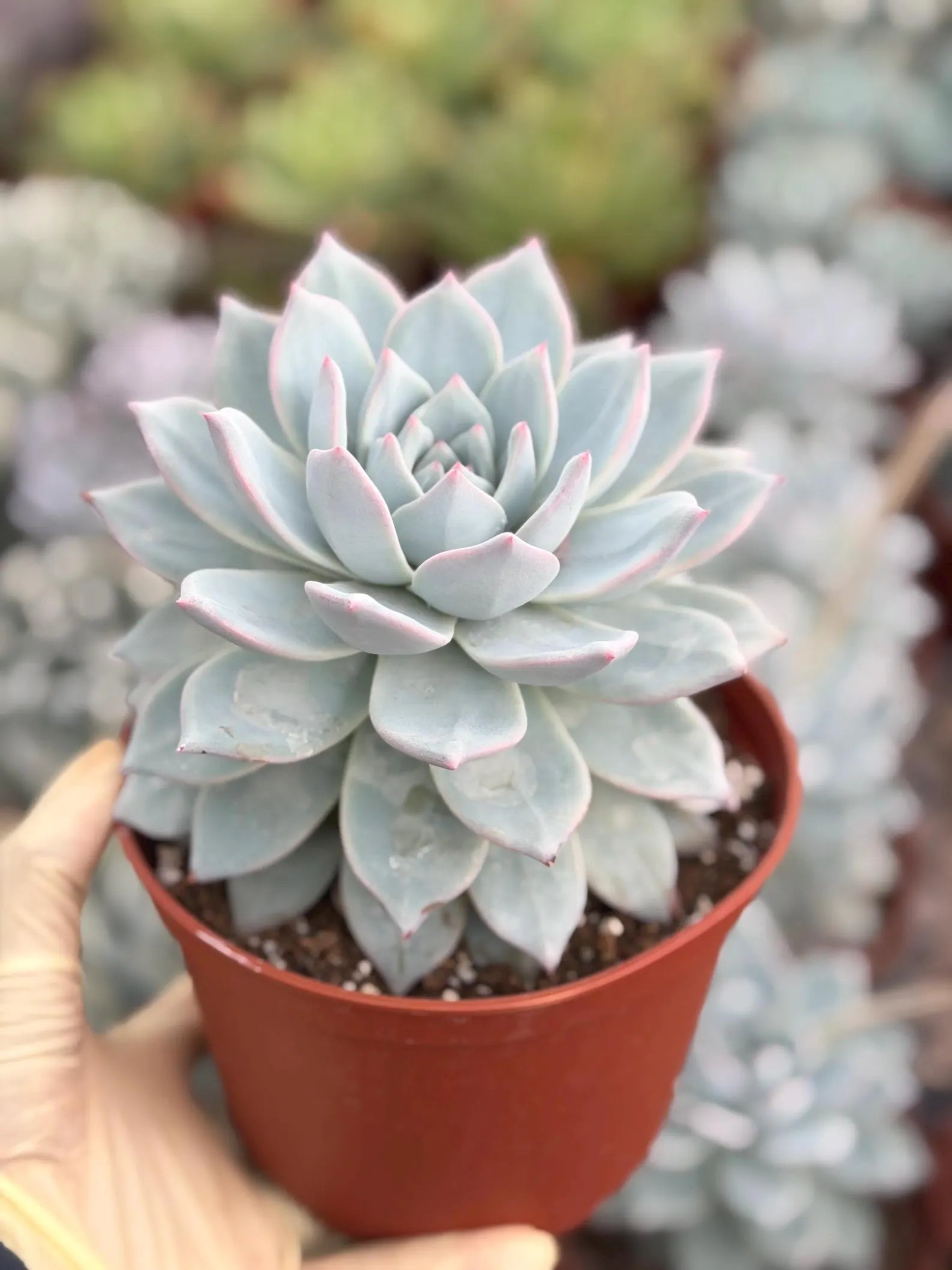 6" Echeveria Blue Bird Live Succulent | Large Established Blue Rosette Plant