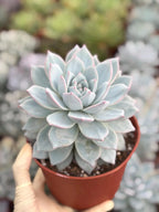6" Echeveria Blue Bird Live Succulent | Large Established Blue Rosette Plant
