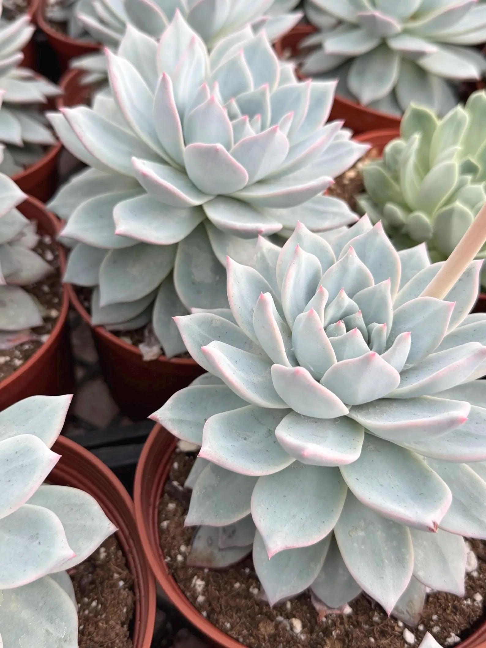 6" Echeveria Blue Bird Live Succulent | Large Established Blue Rosette Plant