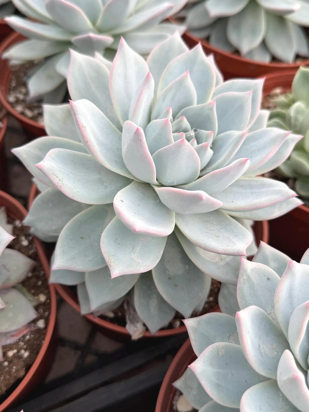 6" Echeveria Blue Bird Live Succulent | Large Established Blue Rosette Plant