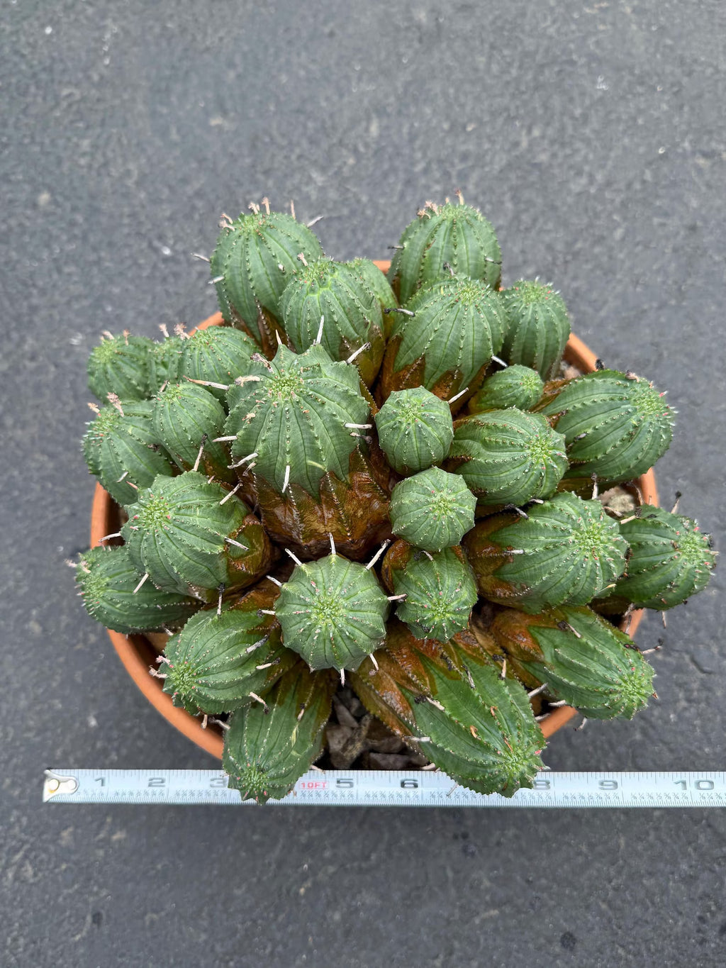 Large Euphorbia Obesa Hybrid Cluster