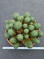 Large Euphorbia Obesa Hybrid Cluster