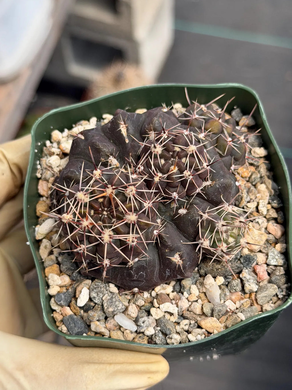 Gymnocalycium Baldianum Live Cactus | Rare Flowering Succulent Plant
