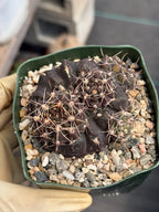 Gymnocalycium Baldianum Live Cactus | Rare Flowering Succulent Plant