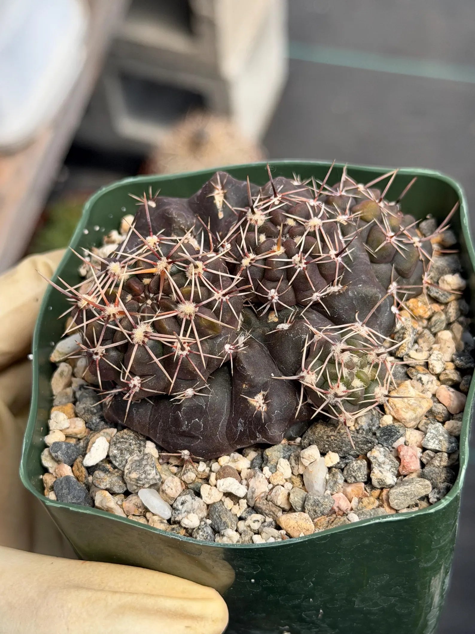 Gymnocalycium Baldianum Live Cactus | Rare Flowering Succulent Plant