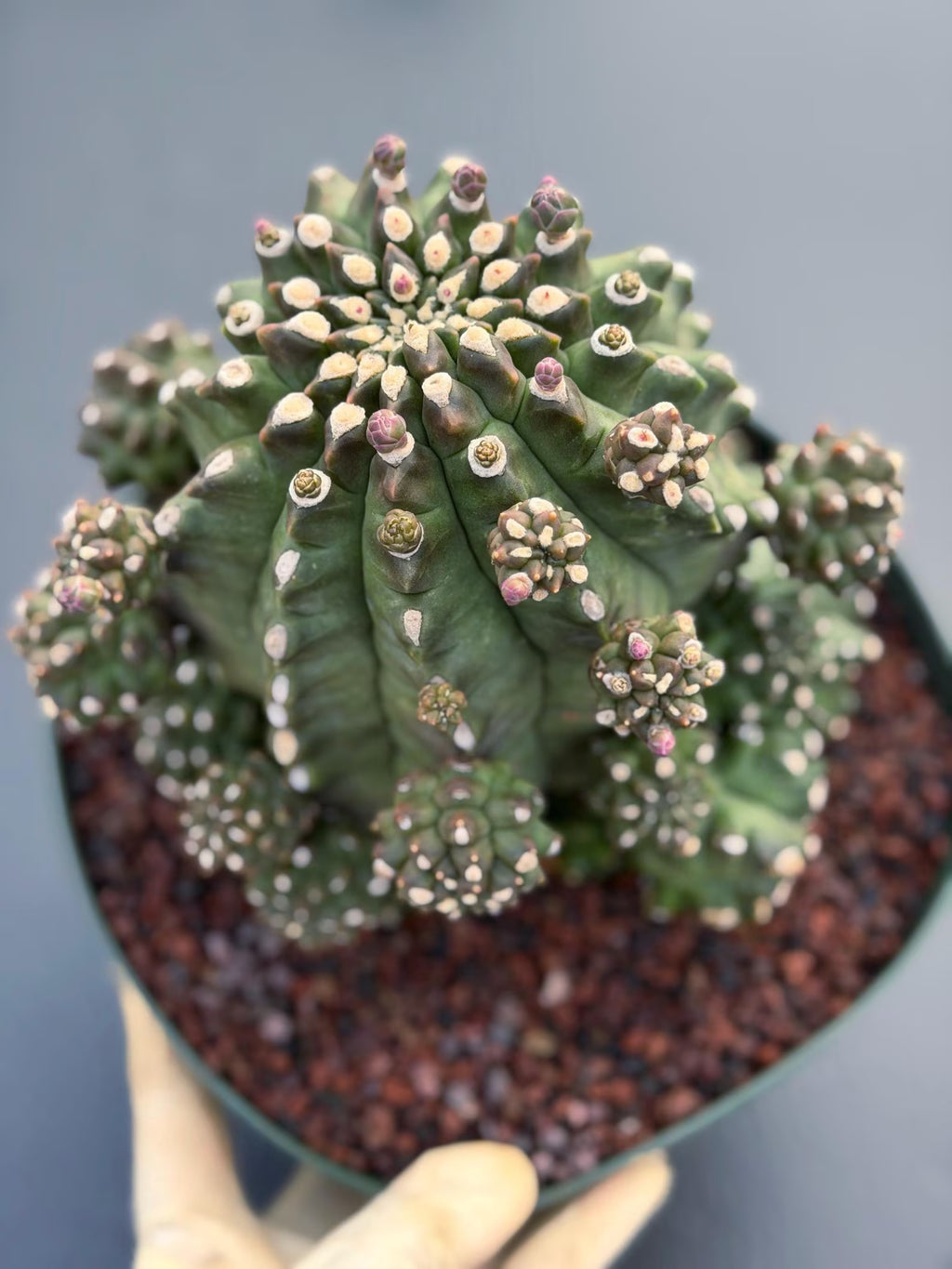 Gymnocalycium Transformer XXL | Rare Live Collector Cactus #790