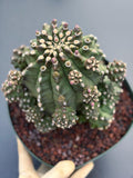 Gymnocalycium Transformer XXL | Rare Live Collector Cactus #790