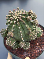Gymnocalycium Transformer XXL | Rare Live Collector Cactus #790