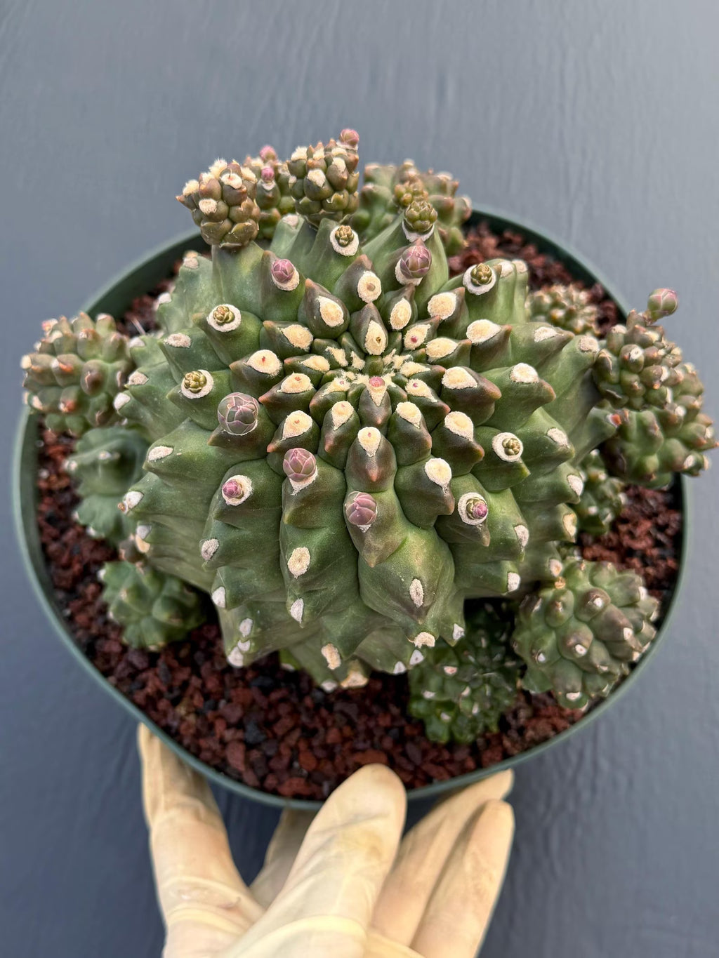 Gymnocalycium Transformer XXL | Rare Live Collector Cactus #790