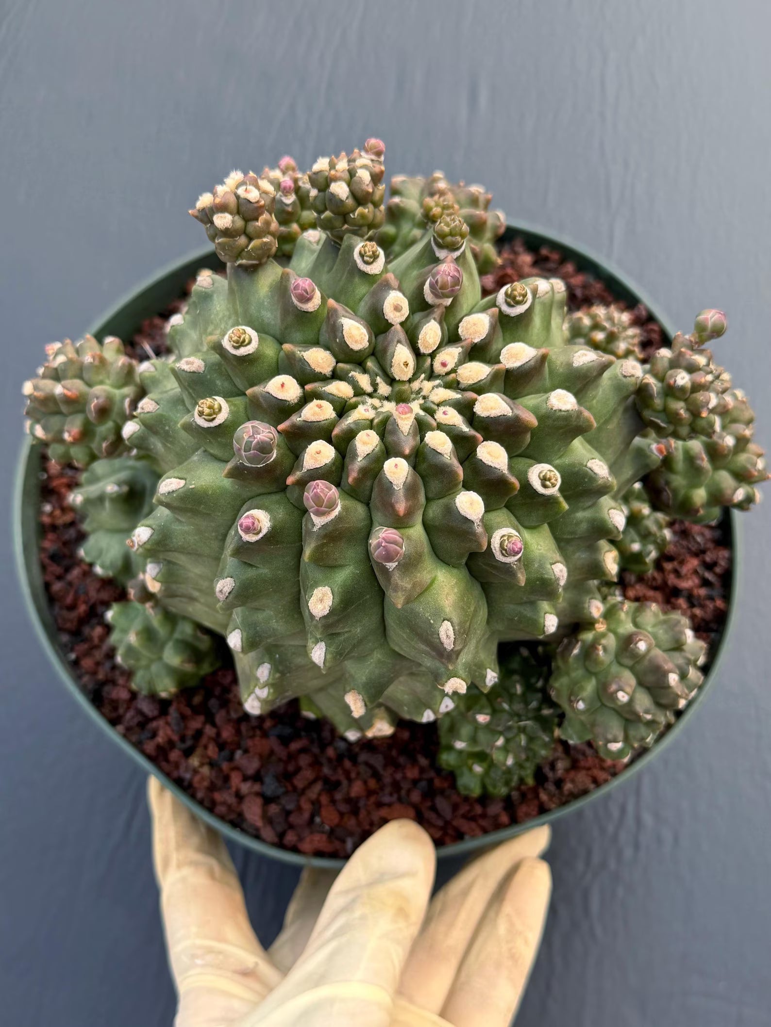 Gymnocalycium Transformer XXL | Rare Live Collector Cactus #790