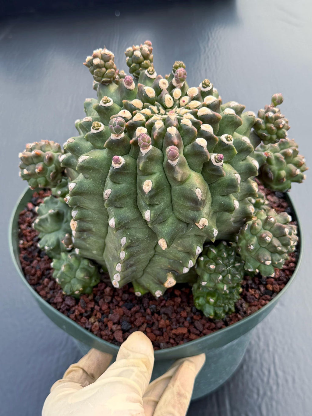 Gymnocalycium Transformer XXL | Rare Live Collector Cactus #790