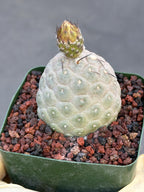Tephrocactus Geometricus Cluster #778| Rare Live Cactus