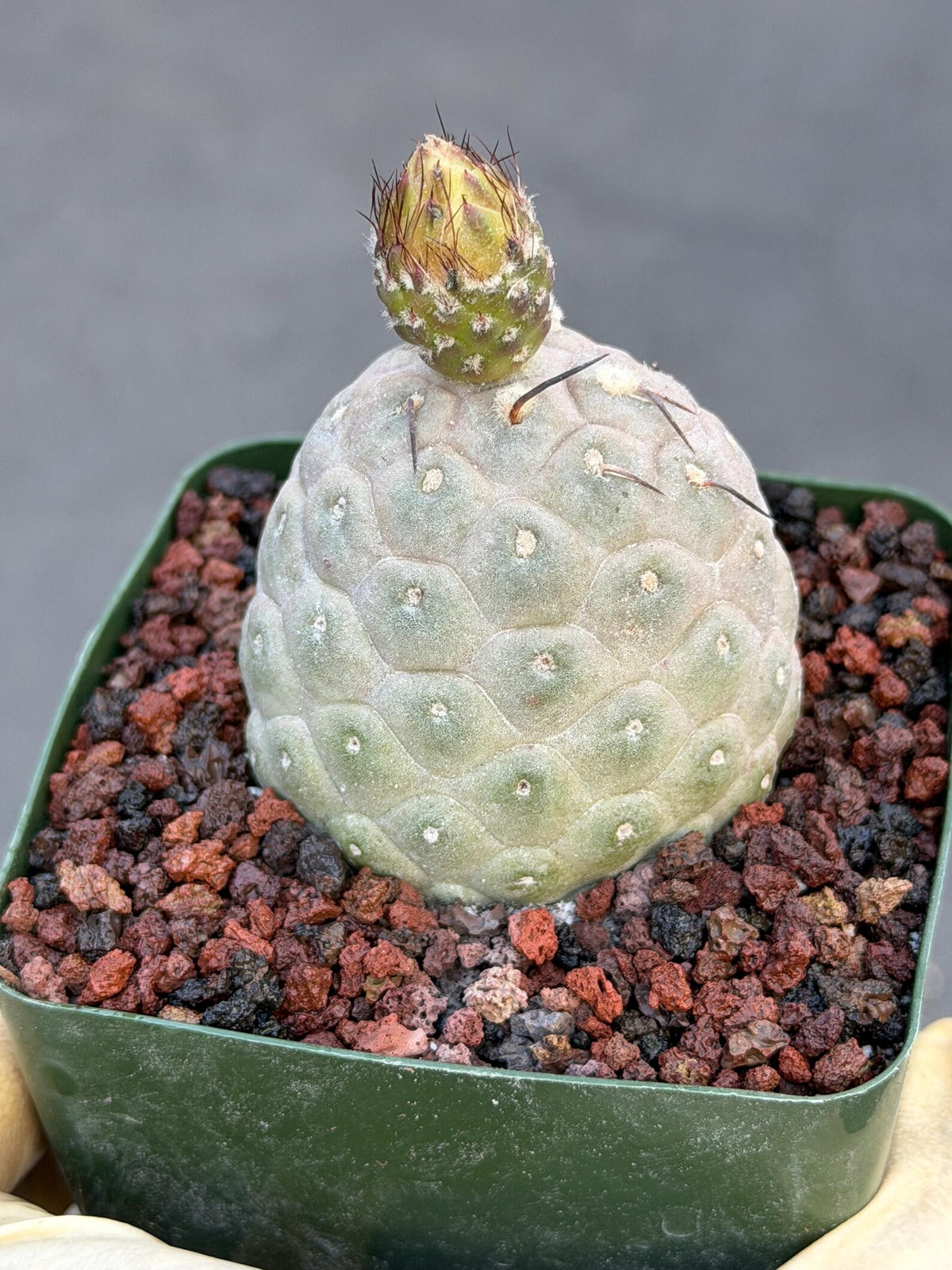 Tephrocactus Geometricus Cluster #778| Rare Live Cactus