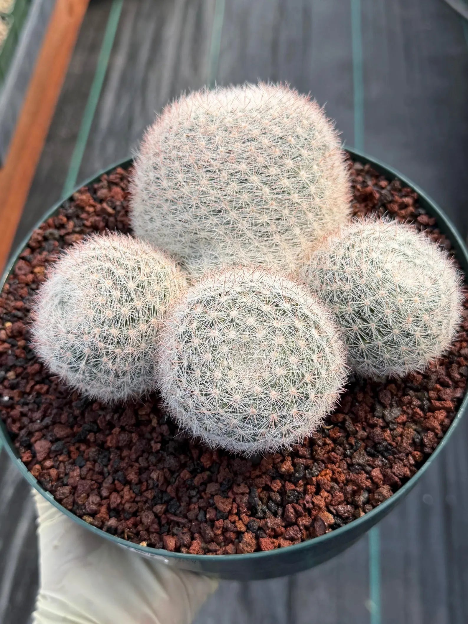 Mammillaria Candida Cluster Live Cactus