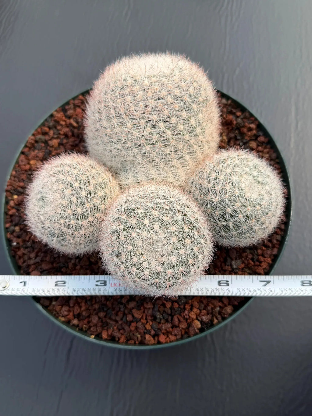 Mammillaria Candida Cluster Live Cactus