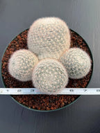 Mammillaria Candida Cluster Live Cactus