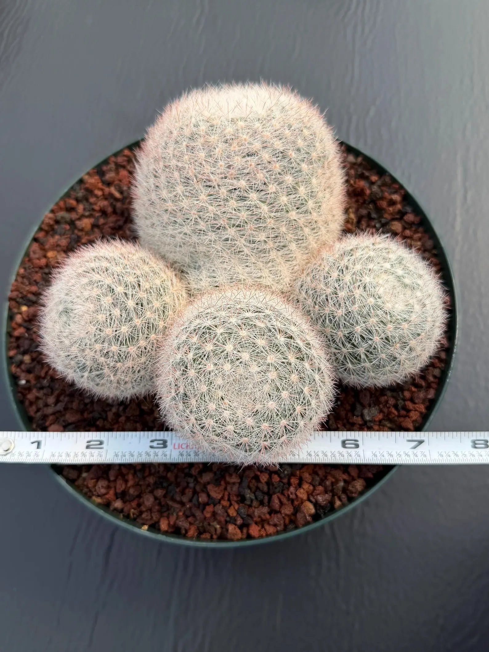 Mammillaria Candida Cluster Live Cactus