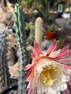 Blue Columnar Cereus Cactus – Rare Live Cactus Plant #189