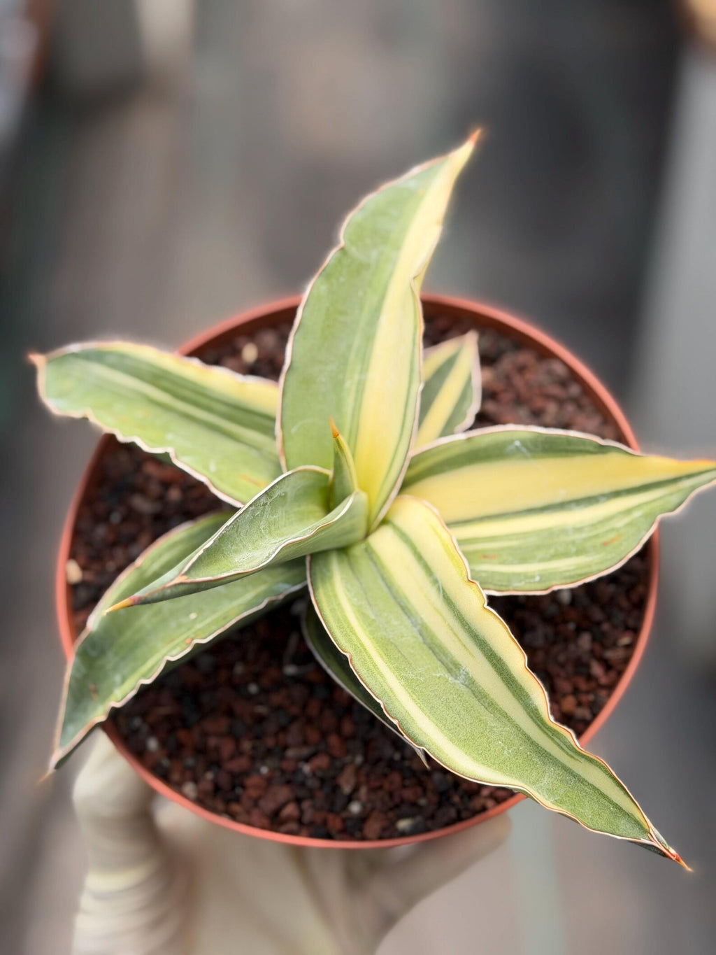 Variegated Sansevieria Kismayo Rare Snake Plant – Live Plant #653