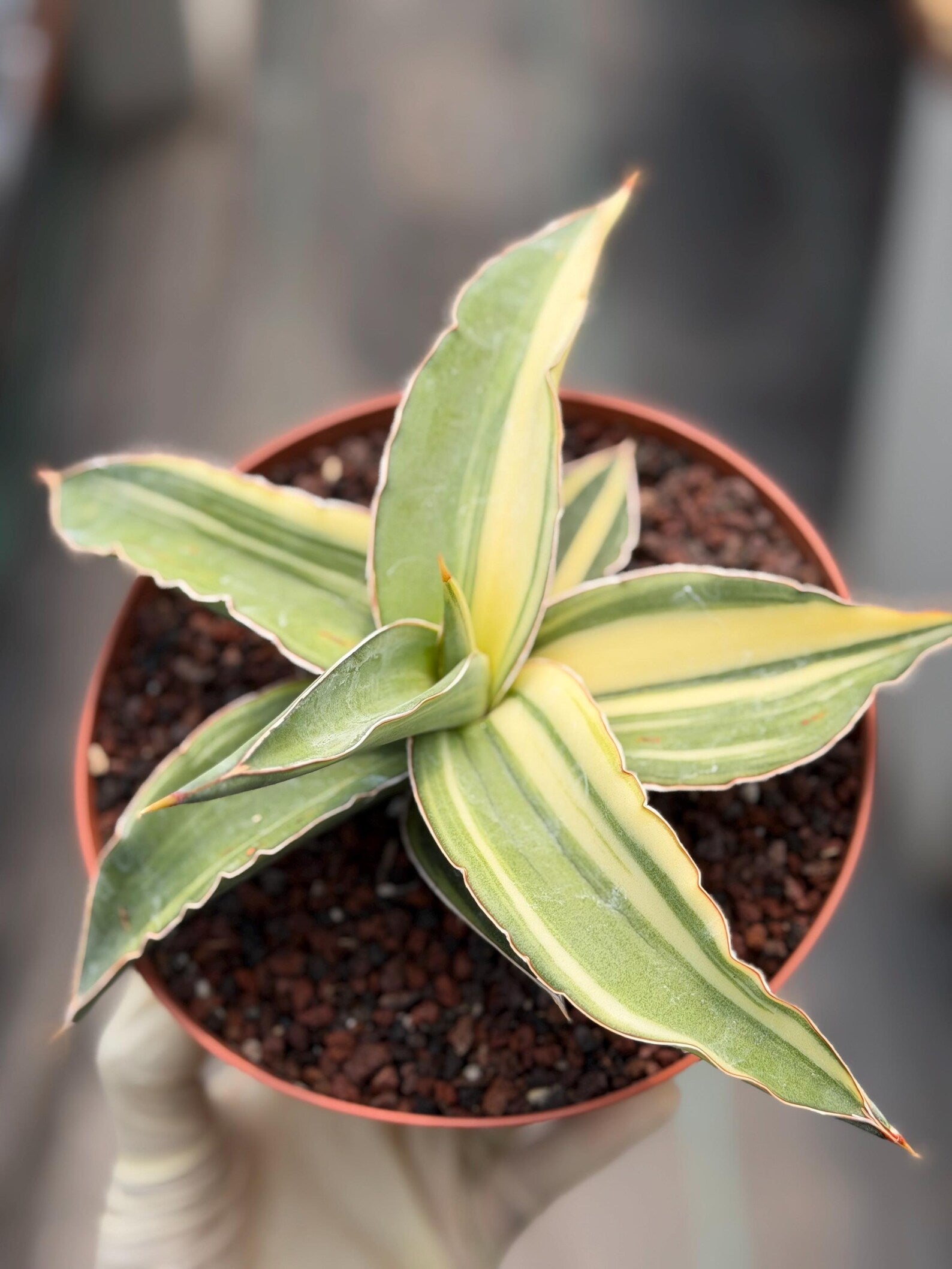 Variegated Sansevieria Kismayo Rare Snake Plant – Live Plant #653