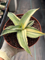 Variegated Sansevieria Kismayo Rare Snake Plant – Live Plant #653