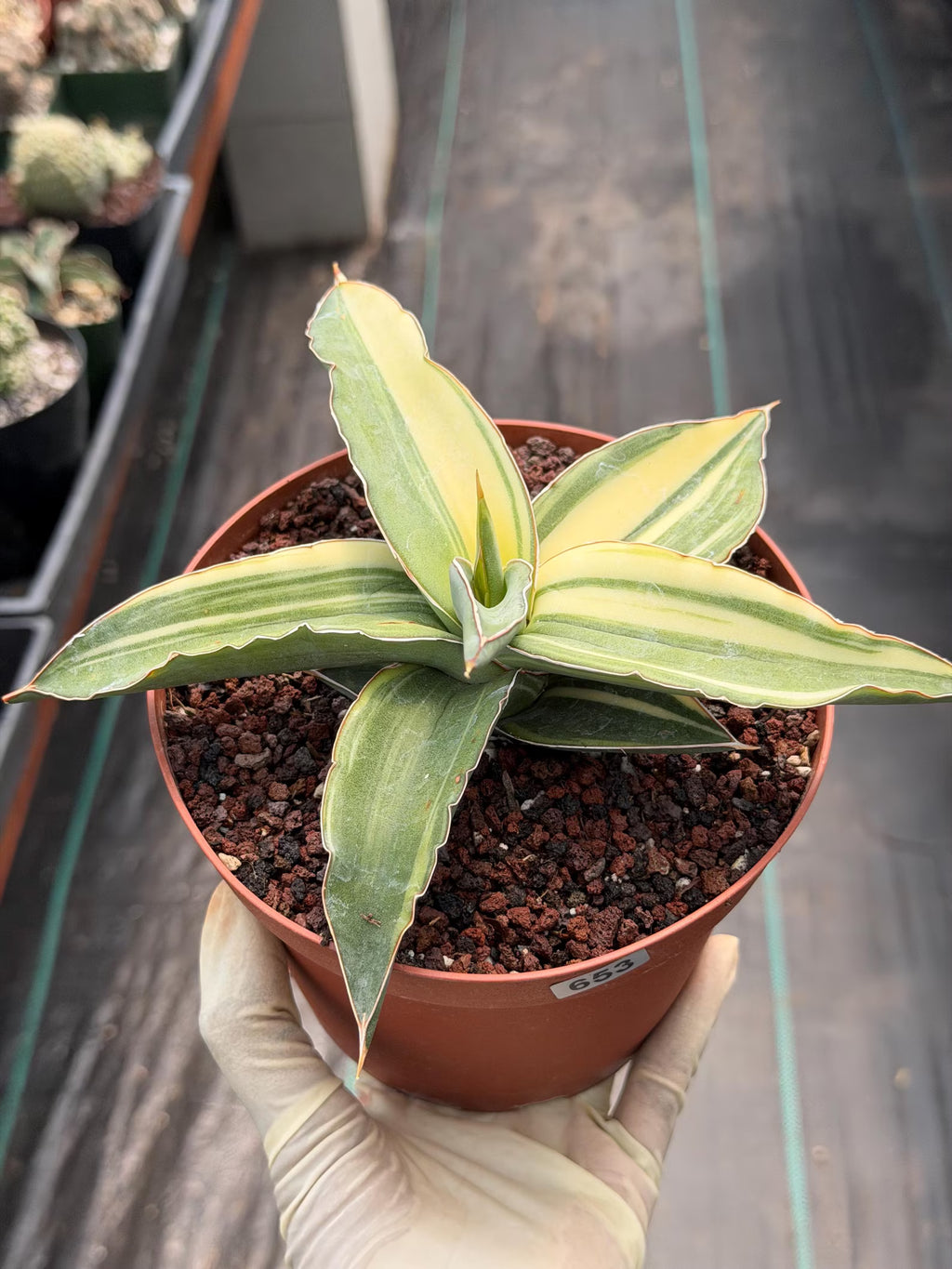 Variegated Sansevieria Kismayo Rare Snake Plant – Live Plant #653