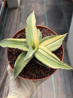 Variegated Sansevieria Kismayo Rare Snake Plant – Live Plant #653