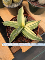 Variegated Sansevieria Kismayo Rare Snake Plant – Live Plant #653