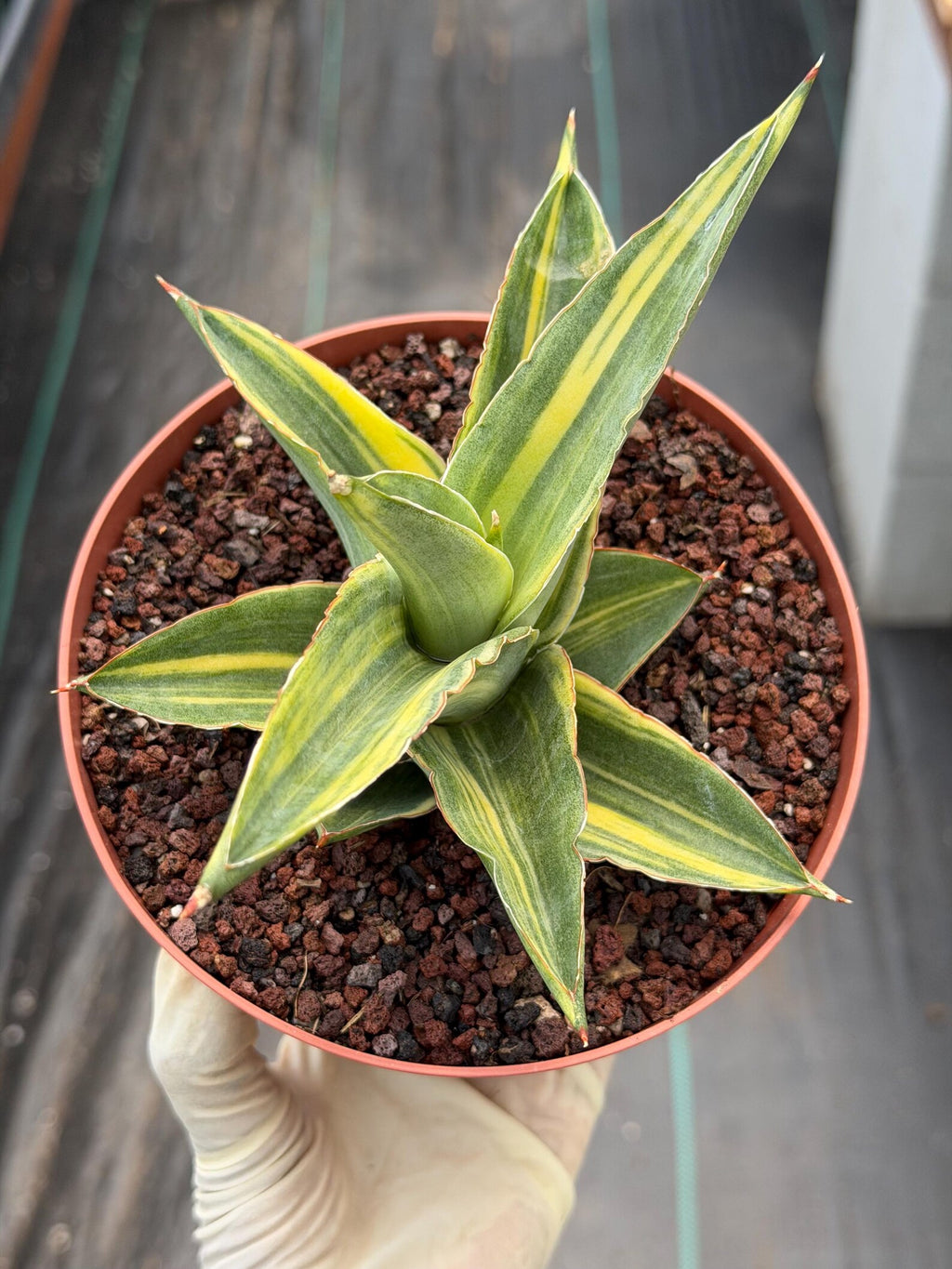 Variegated Sansevieria Andaman | Easy Care House Plant | Live Plant Rich