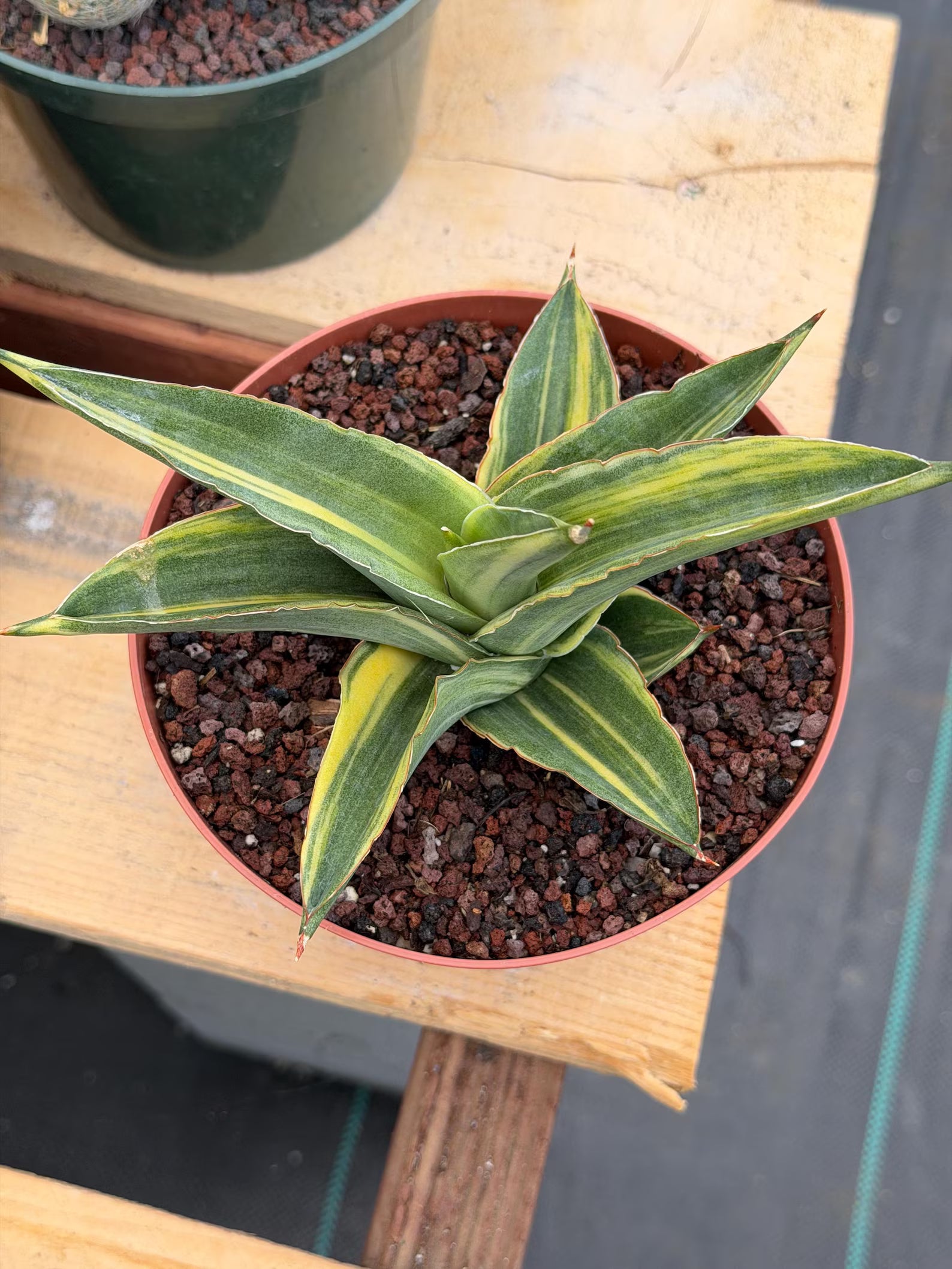 Variegated Sansevieria Andaman | Easy Care House Plant | Live Plant Rich