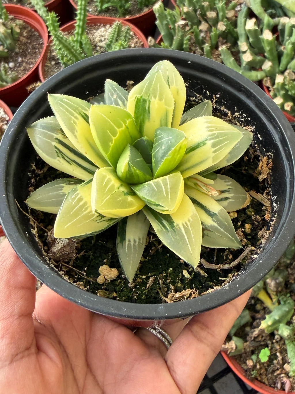 Variegated Haworthia Heidelbergensis Cluster | Rare Live Succulent Plant