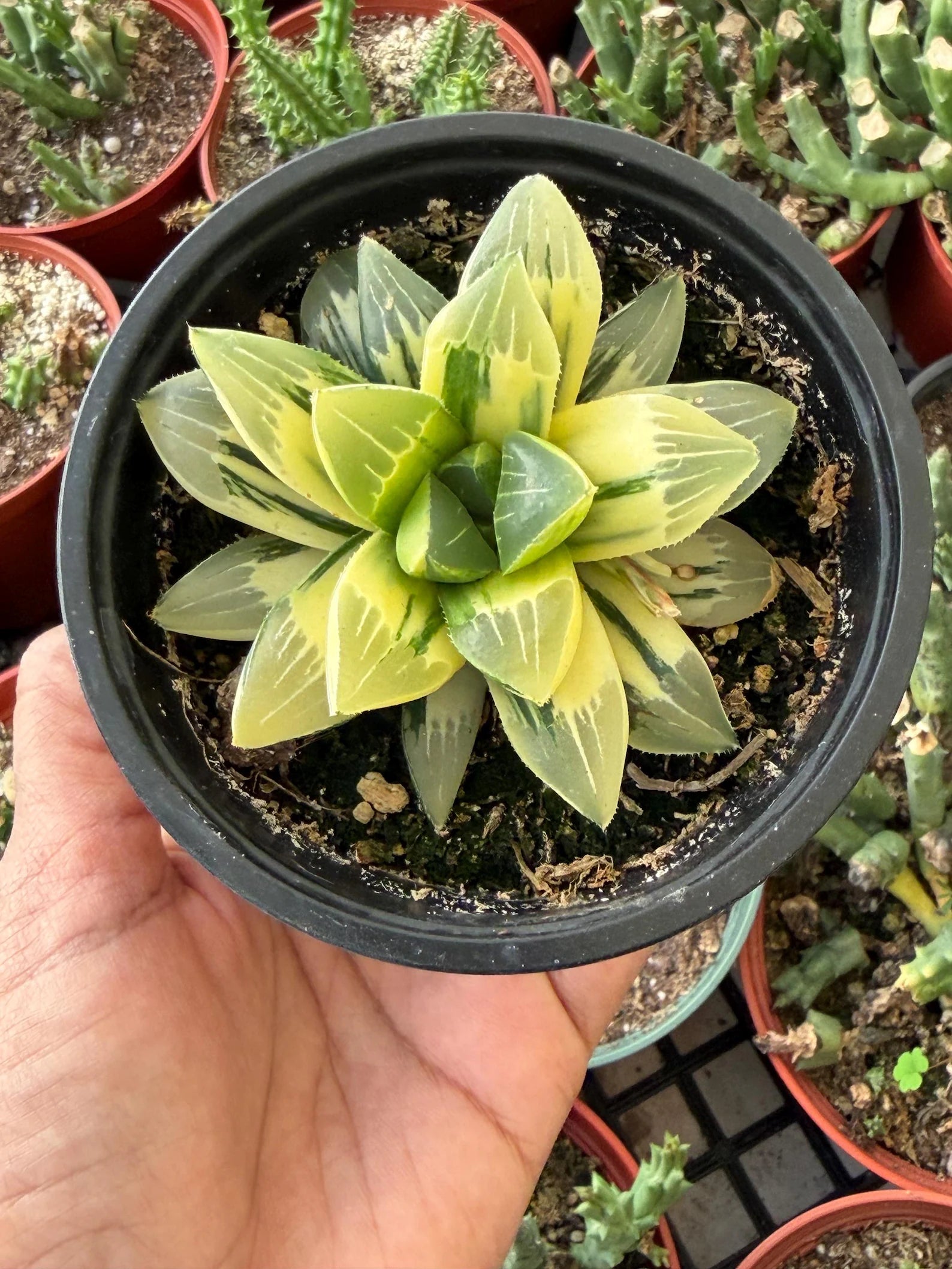 Variegated Haworthia Heidelbergensis Cluster | Rare Live Succulent Plant