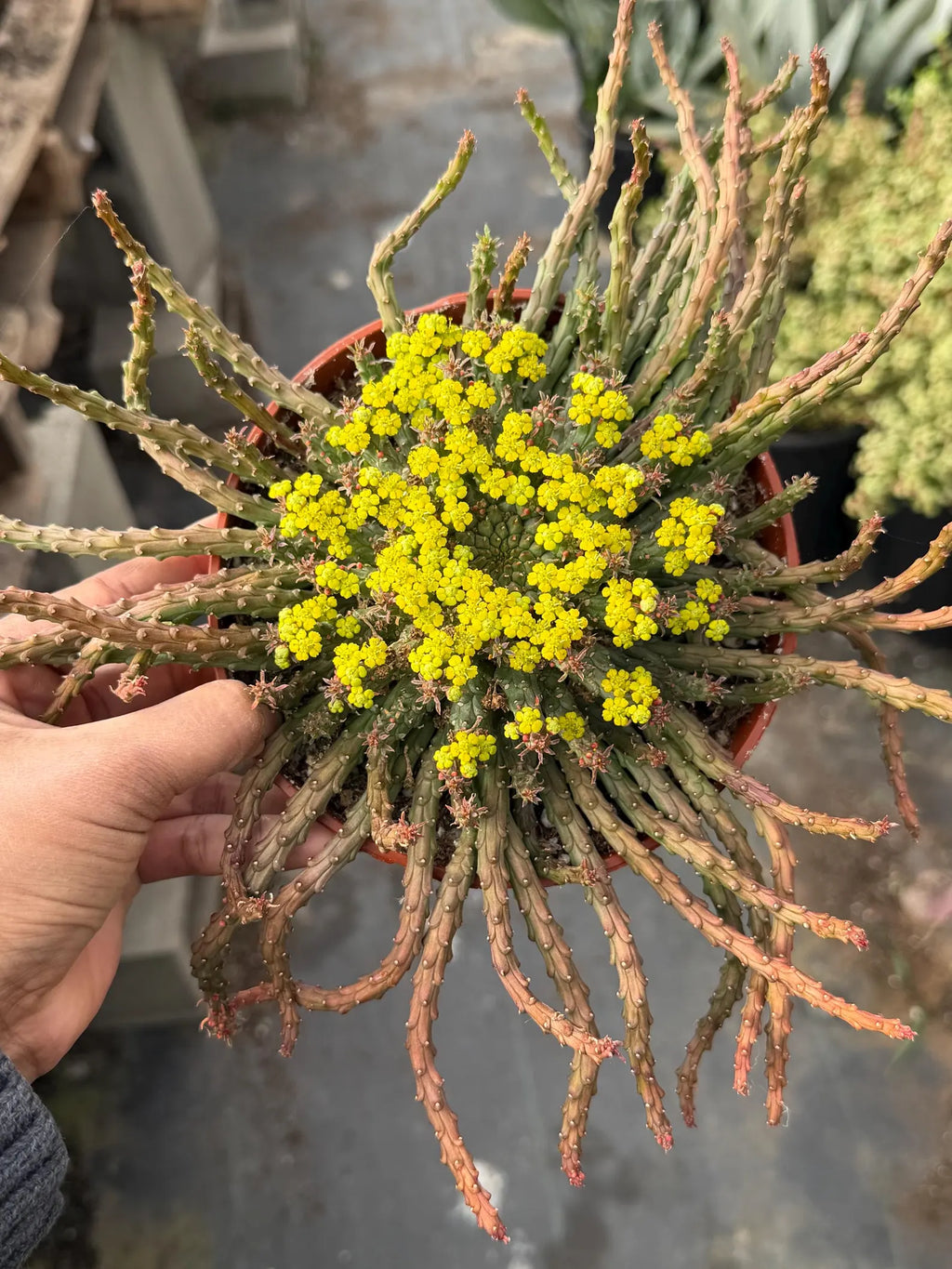 6” Euphorbia Medusa Live Succulent | Rare Easy-Care Medusa Head Plant