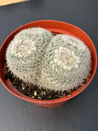 Large Mammillaria Owl Eyes Rare Live Cactus – Exact Specimen Plant #776