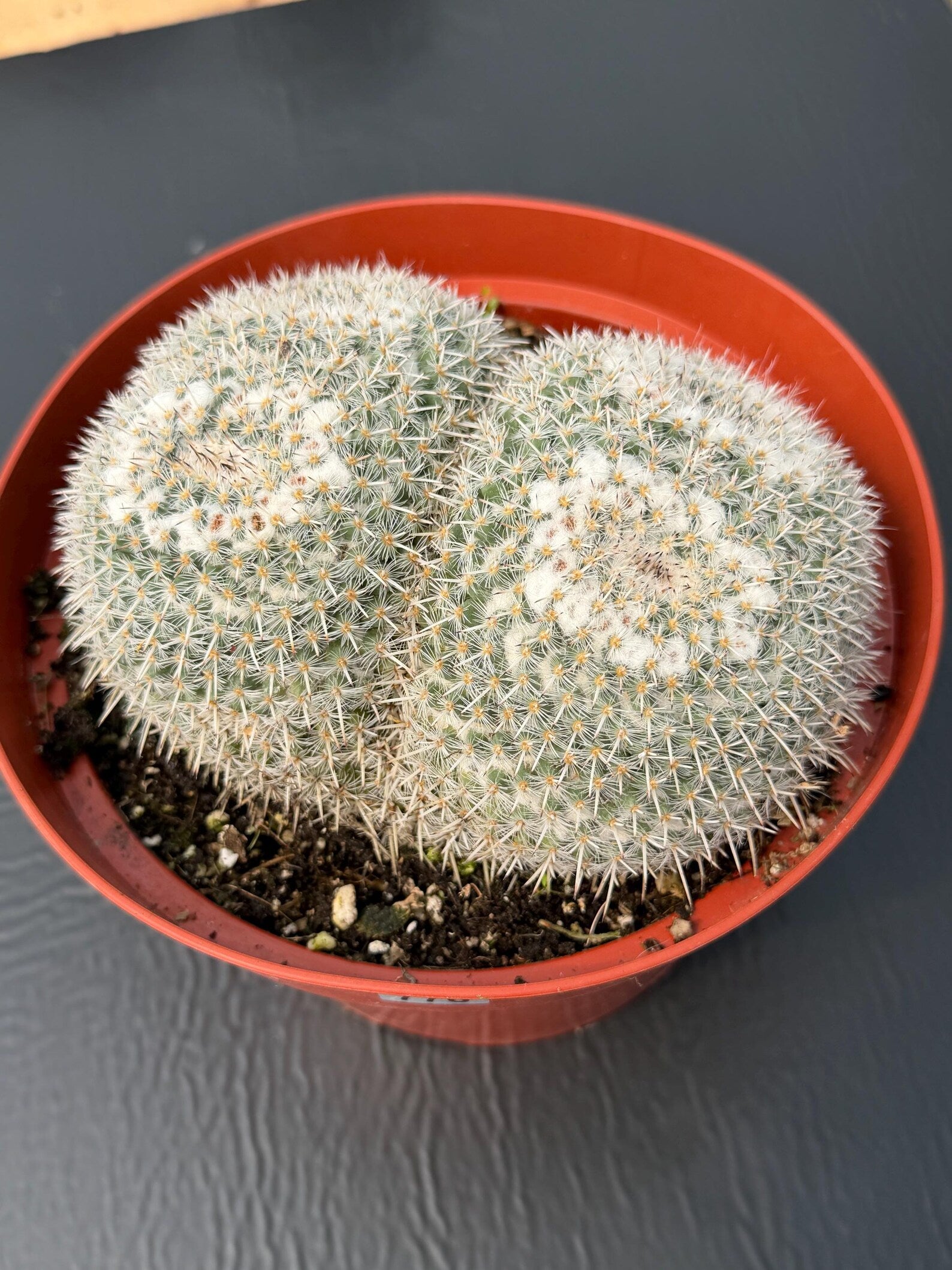 Large Mammillaria Owl Eyes Rare Live Cactus – Exact Specimen Plant #776