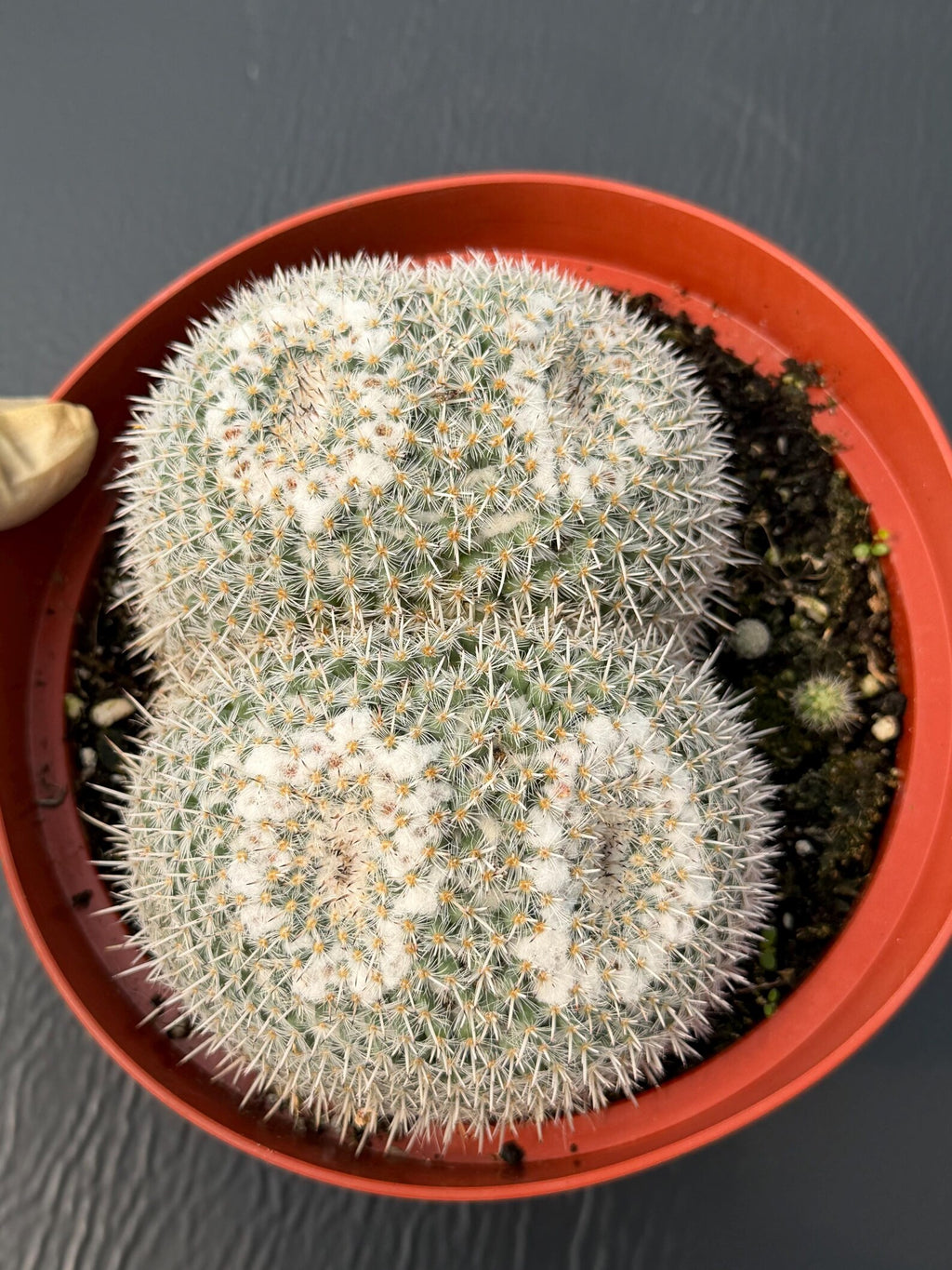 Large Mammillaria Owl Eyes Rare Live Cactus – Exact Specimen Plant #776