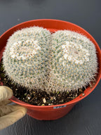 Large Mammillaria Owl Eyes Rare Live Cactus – Exact Specimen Plant #776