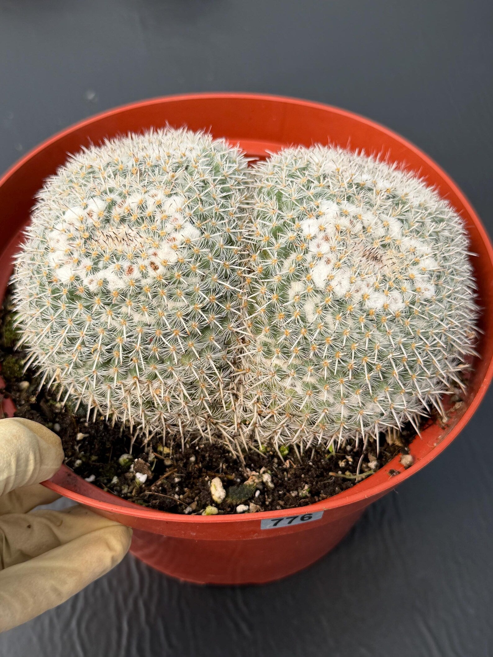 Large Mammillaria Owl Eyes Rare Live Cactus – Exact Specimen Plant #776