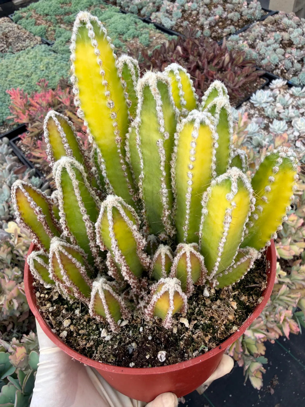 Sun-Stressed Fairy Castle Cactus | Live Cactus Plant | Rare Collector Succulent