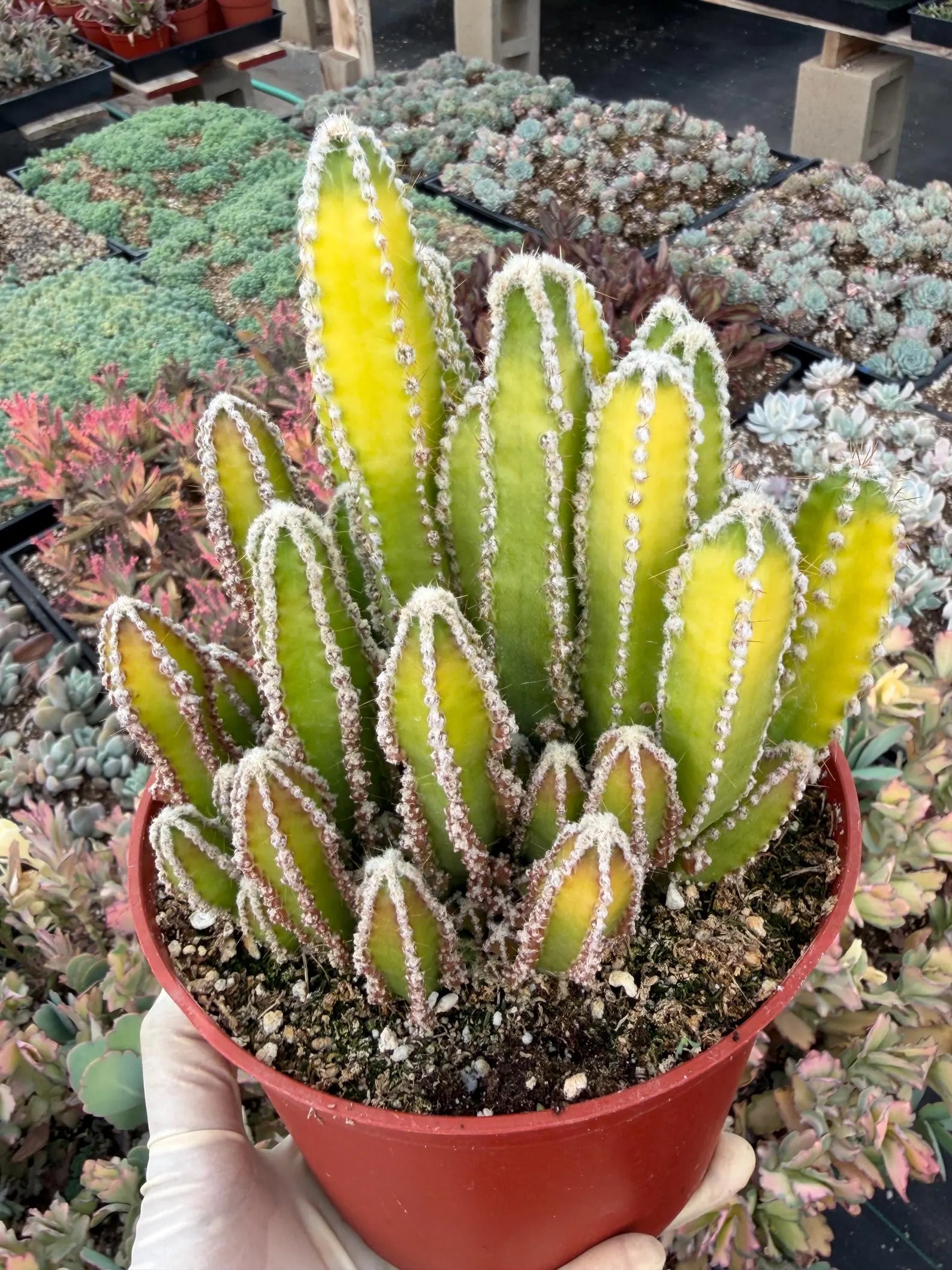 Sun-Stressed Fairy Castle Cactus | Live Cactus Plant | Rare Collector Succulent